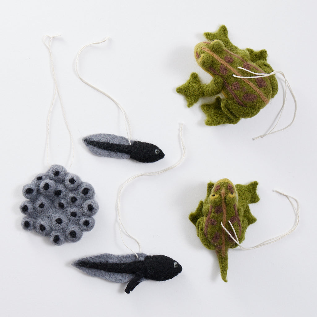Cycle Frog Learning Kit