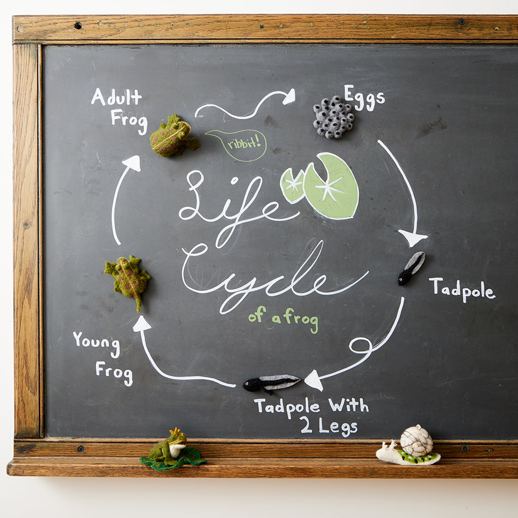 Cycle Frog Learning Kit