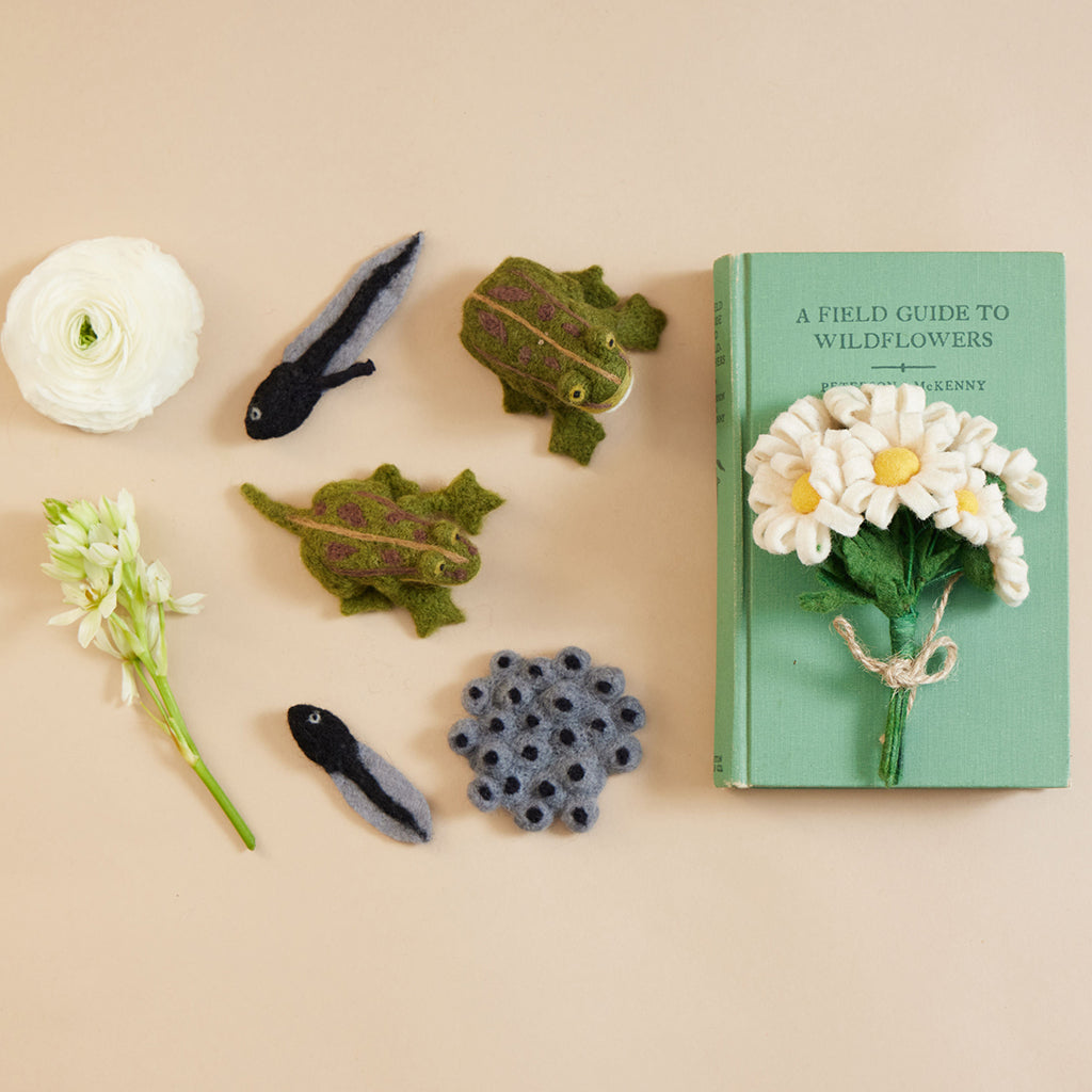 Cycle Frog Learning Kit